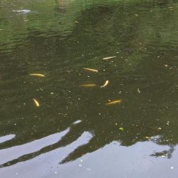 アルビノ祭り ～平谷湖フィッシングスポット～